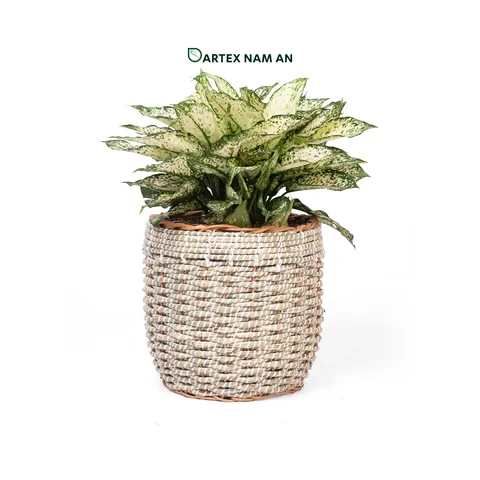 Rattan Export Wholesale Planter made from Seagrass and Rattan in set of 2 for Indoor Garden, Home, Office and HORECA Décor - REX-TF26-0031
