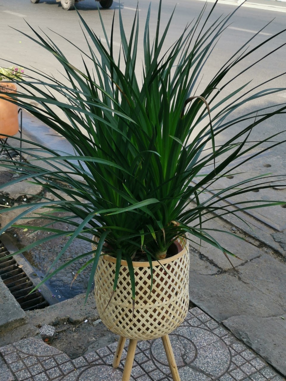 Rattan Export Portapiante in rattan Design 01