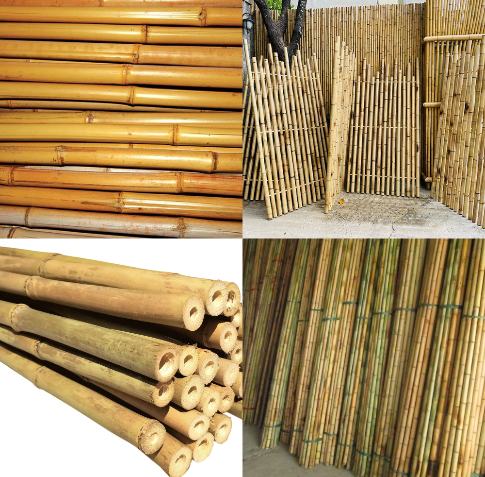 Rattan Export Canne di bambù
