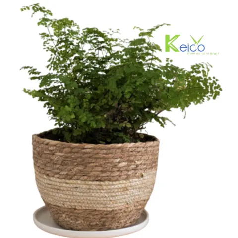 Rattan Export Wholesalers plant pot holder made in Vietnam - REX-84230711001
