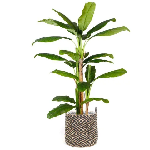 Water Hyacinth Plant Holder