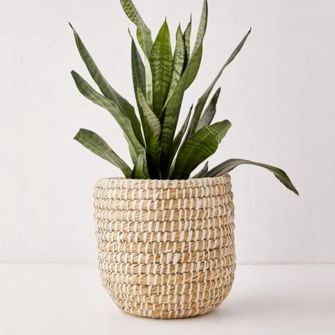 Seagrass Pot Holder Set