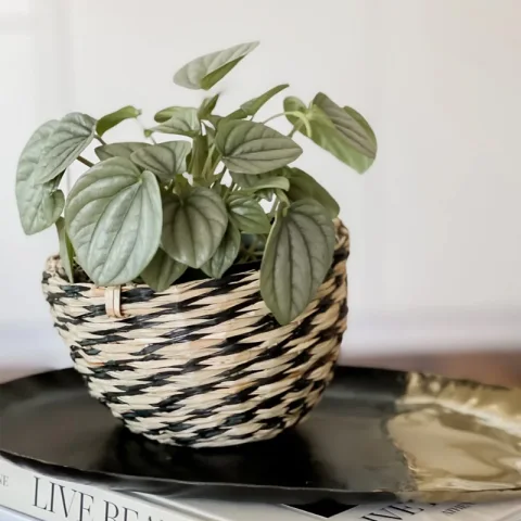 Seagrass Plant Holder Set