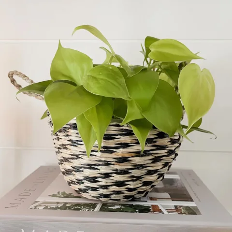 Seagrass Plant Holder Set