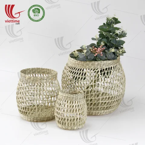 Seagrass Plant Holder Set
