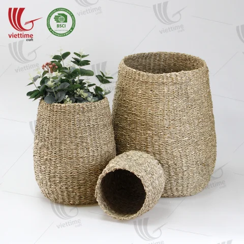 Seagrass Plant Holder Set