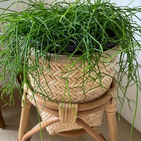 Rattan Plant Stand