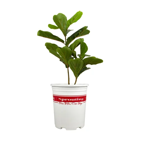 Plastic Flower Pot