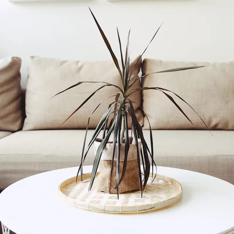Bamboo Wall Decor Tray