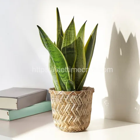 Bamboo Plant Holder
