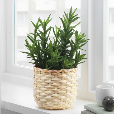Bamboo Plant Holder